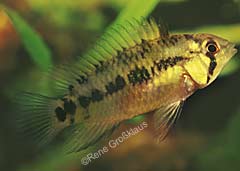 Apistogramma hoignei (w)