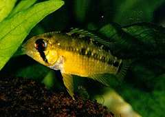 Apistogramma hongsloi (w)